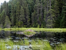 Beaver Lodge