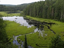 Beaver Pond Trail Lookout