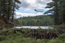 Beaver Pond