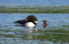 Common Loon with Chick