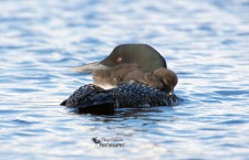 Common Loon with Chick