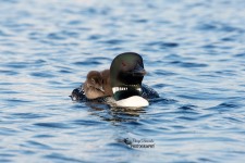 Common Loon with Chick