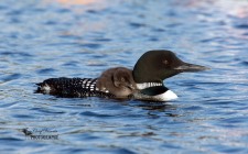 Common Loon with Chick