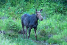 Moose