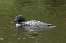 Common Loon