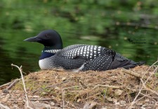 Nesting Common Loon