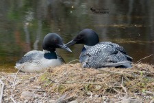 Pair of Common Loons