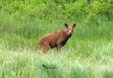 Moose Calf