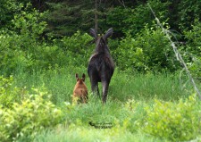 Moose and Calf