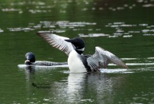 Common Loons