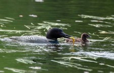 Common Loon with Chick