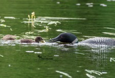 Common Loon with Chick