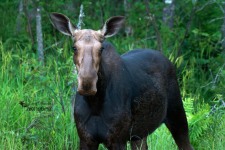 Moose