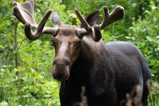 Bull Moose