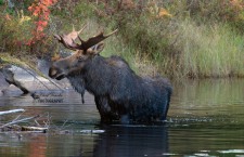 Bull Moose