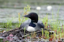 Nesting Loon