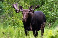 Bull Moose