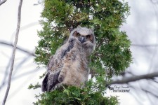 Great Horned Owlet