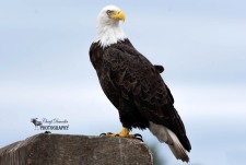 Bald Eagle