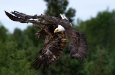 Bald Eagles