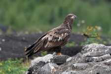 Juvenile Bald Eagle