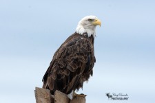 Bald Eagle