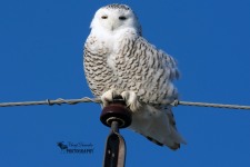 Snowy Owl