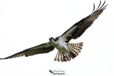 Osprey