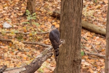 Coopers Hawk