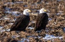 Bald Eagles