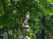 Red Tailed Hawk