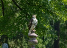 Red Tailed Hawk