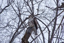 Red-tailed Hawk