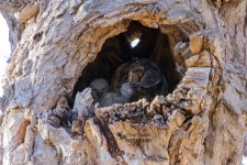 Great Horned Owl Family 