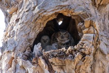 Great Horned Owl Family 