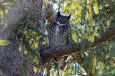 Great Horned Owl