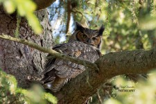 Great Horned Owl 