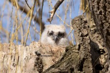 Great Horned Owlet