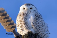 Snowy Owl