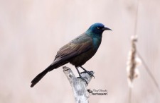 Common Grackle