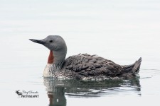 Red-throated Loon