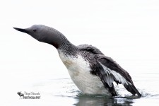 Red-throated Loon