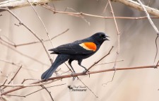 Red Winged Blackbird