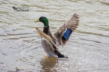 Mallard Wings