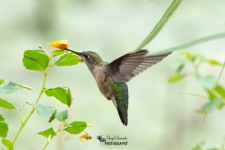 Ruby Throated Hummingbird 