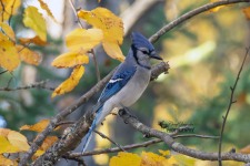 Blue Jay 