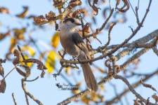 Canada Jay