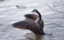 Canada Goose Wings