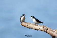 Tree Swallows 