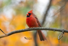 Male Cardinal